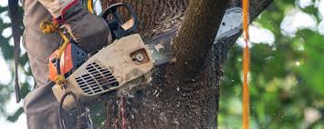 Best Tree Removal  in Baldwinsville, NY