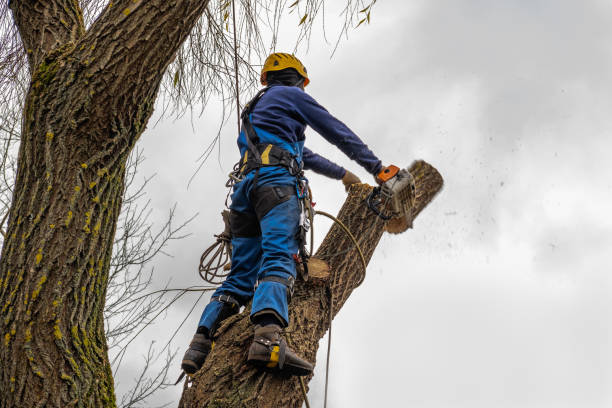 Best Emergency Tree Removal  in Baldwinsville, NY