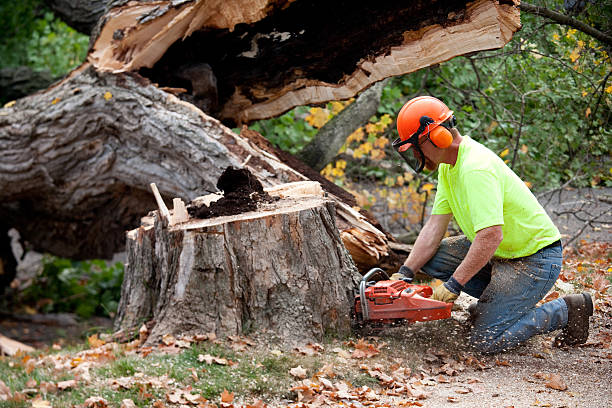 Best Lawn Renovation and Restoration  in Baldwinsville, NY