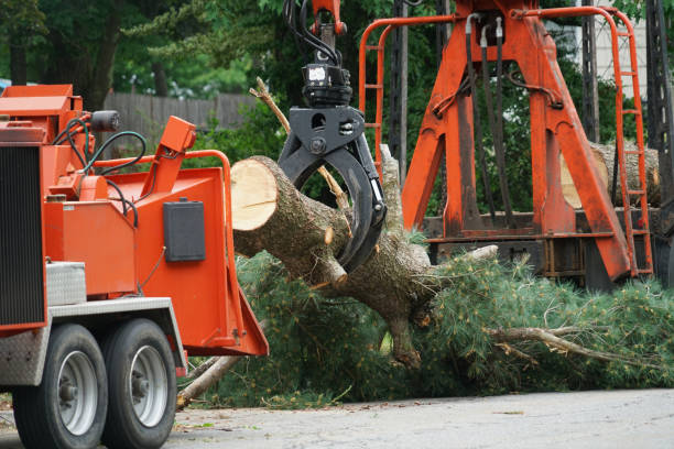 Best Leaf Removal  in Baldwinsville, NY