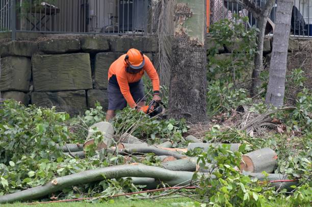 Best Tree Preservation Services  in Baldwinsville, NY