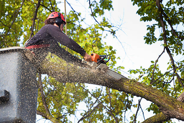 Best Tree Risk Assessment  in Baldwinsville, NY